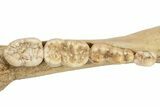 Fossil Cave Bear (Ursus spelaeus) Lower Jaw - Romania #243213-6